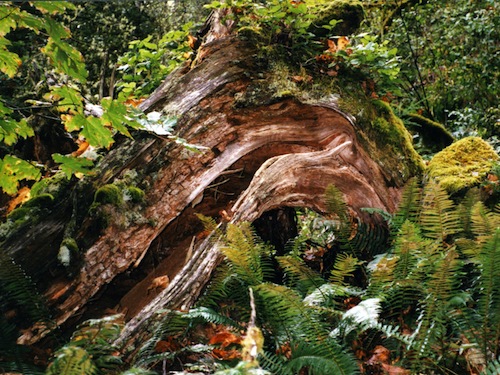 Hoh rain forest
